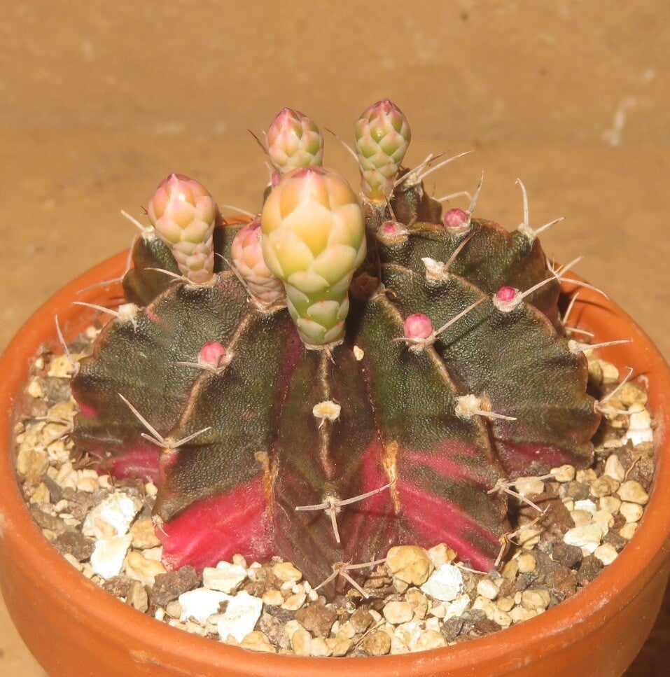 Gymnocalycium friedrichii cv LB2178 Hybrid variegata