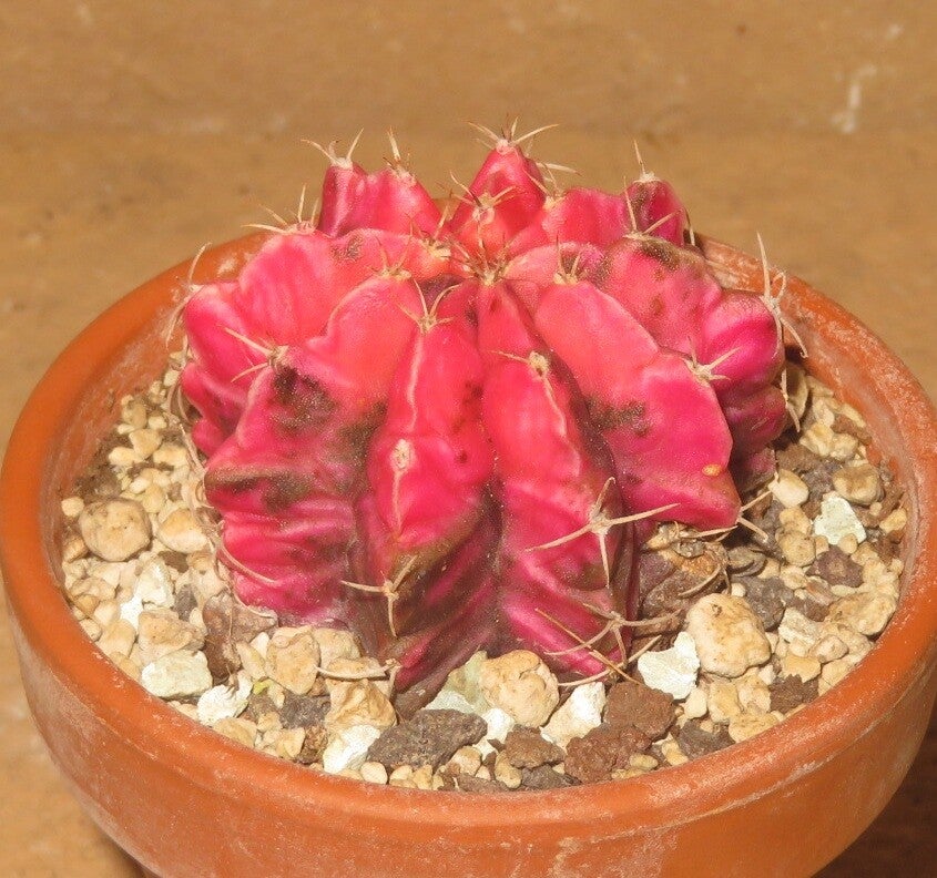 Gymnocalycium mihanovichii cv Hibotan-Nishiki variegata