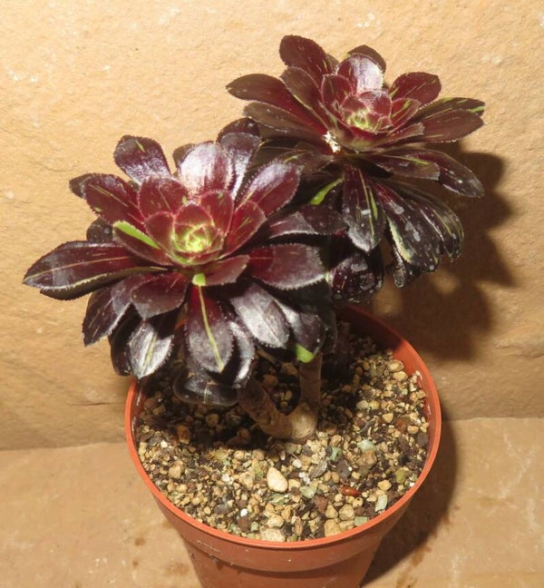 Aeonium cv Big Bang