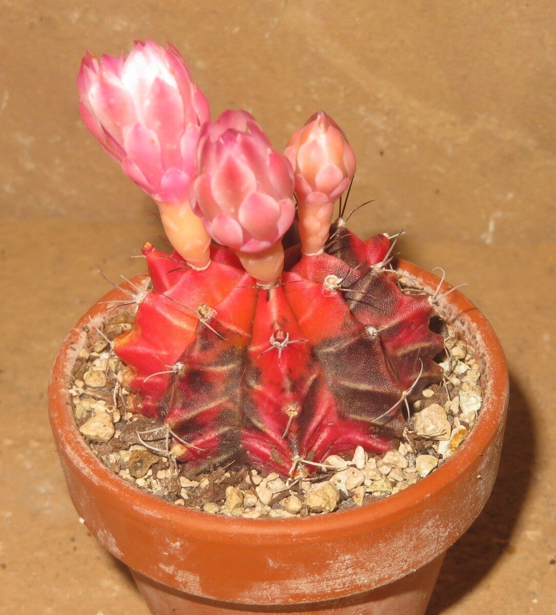 Gymnocalycium mihanovichii cv Hibotan-Nishiki variegata