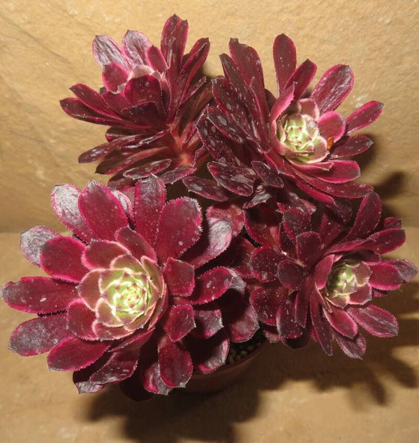 Aeonium cv Ink Painting variegata