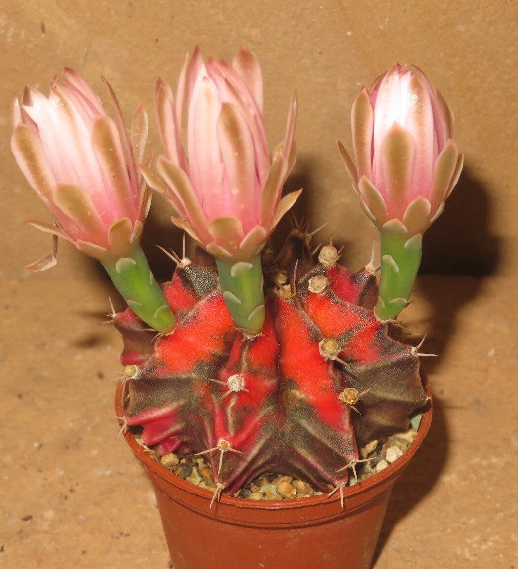 Gymnocalycium mihanovichii cv Hibotan-Nishiki variegata
