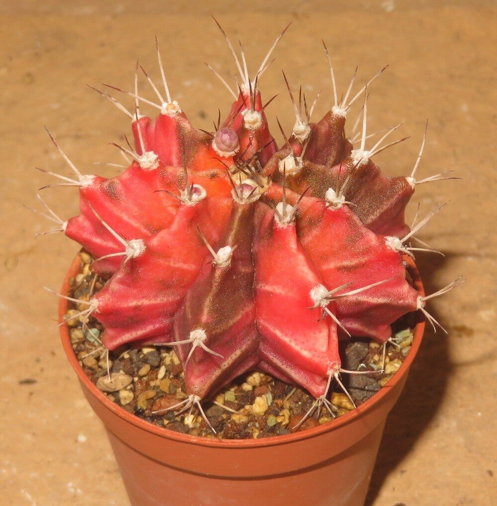 Gymnocalycium mihanovichii cv Hibotan-Nishiki variegata