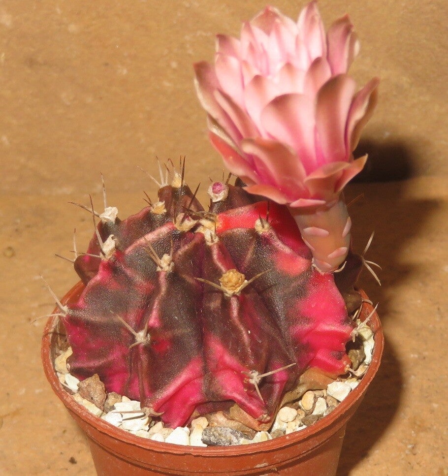 Gymnocalycium mihanovichii cv Hibotan-Nishiki variegata