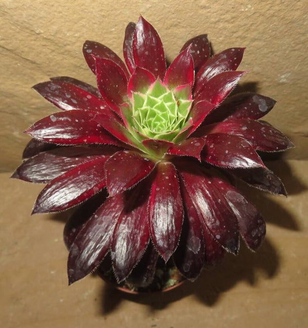 Aeonium cv Peacock variegata ( Black Magic )