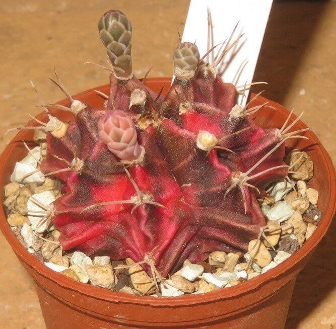 Gymnocalycium mihanovichii cv Hibotan-Nishiki variegata