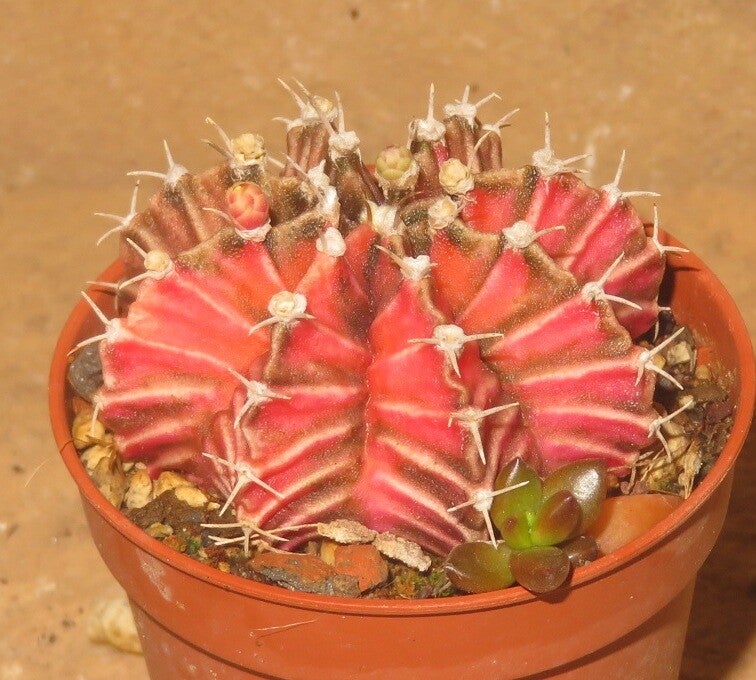 Gymnocalycium friedrichii cv LB2178 Hybrid variegata