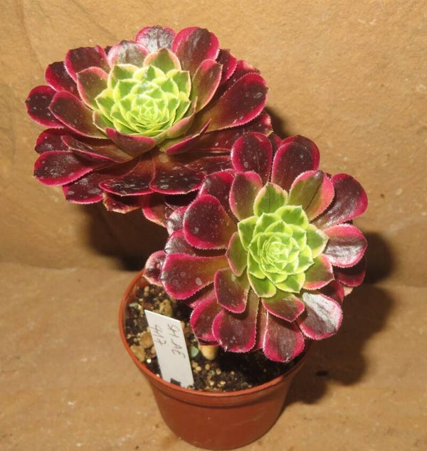 Aeonium Morning Glow variegata