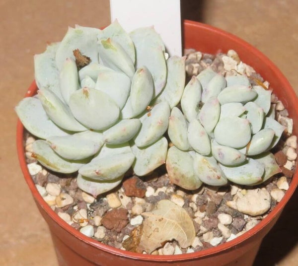 Echeveria cv Derlu ( Echeveria derenbergii x E. laui ) - 2 Blätter / Blattstecklinge