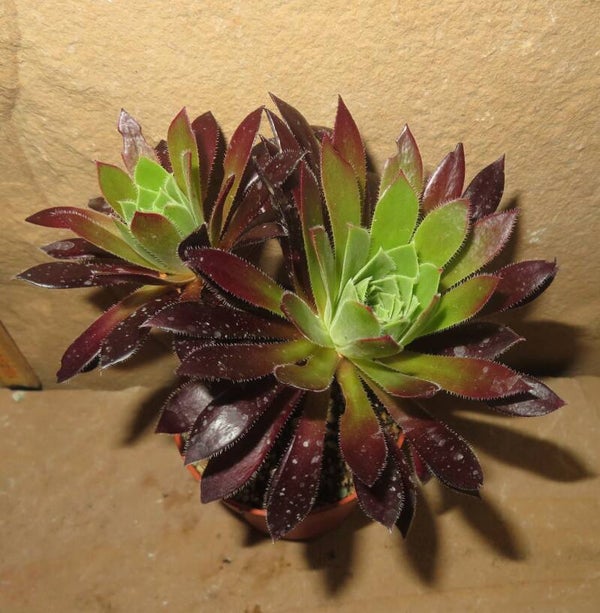Aeonium simsii x Schwarzkopf cv Black Magic