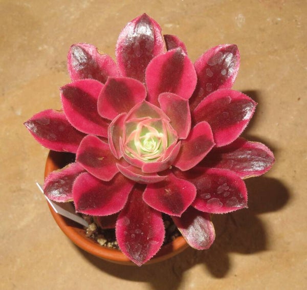 Aeonium cv Pink Witch variegata