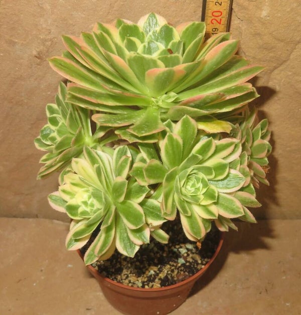Aeonium cv Yanning variegata