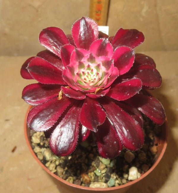 Aeonium arboreum cv Schwarzkopf variegata