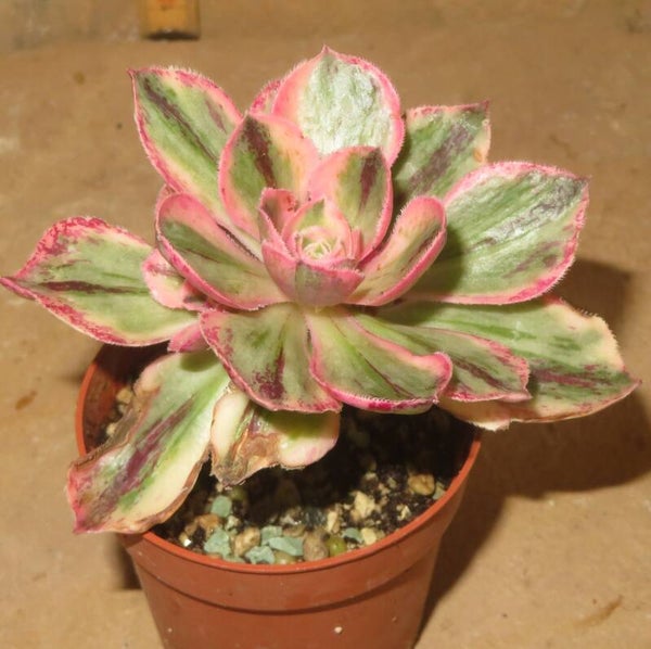 Aeonium marnier lapostolle variegata