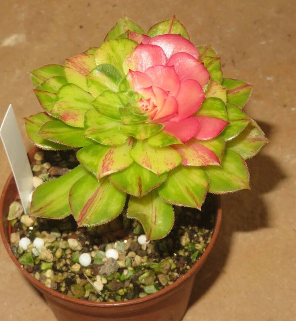 Aeonium cv Zhi Fou variegata