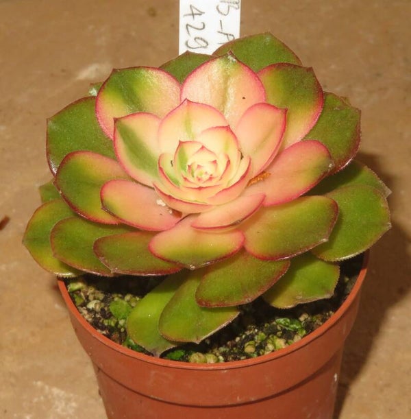 Aeonium cv Hallowen variegata
