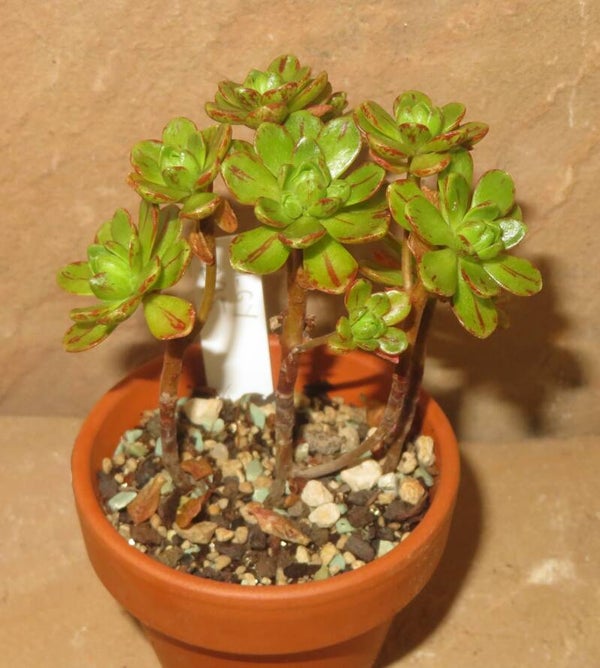Aeonium arnoldii