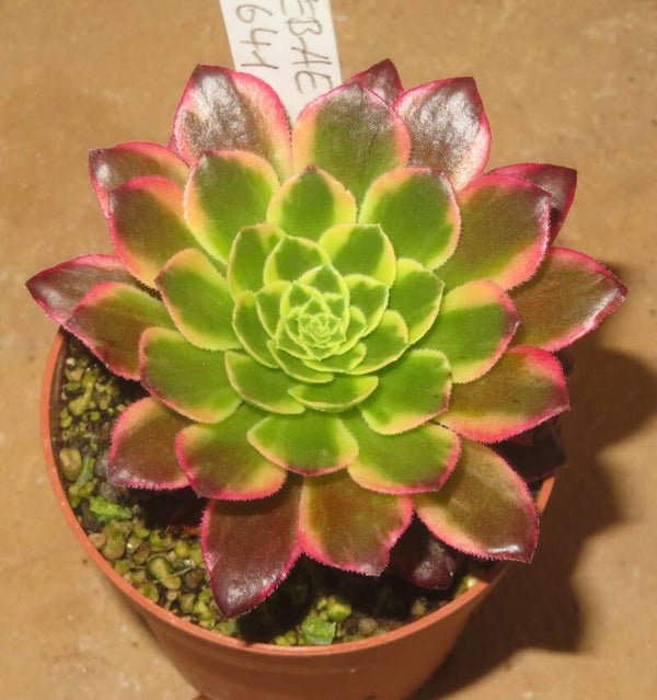 Aeonium Morning Glow variegata