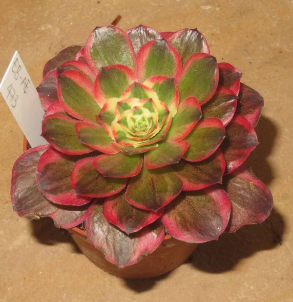 Aeonium cv Charm Golden Rose variegata