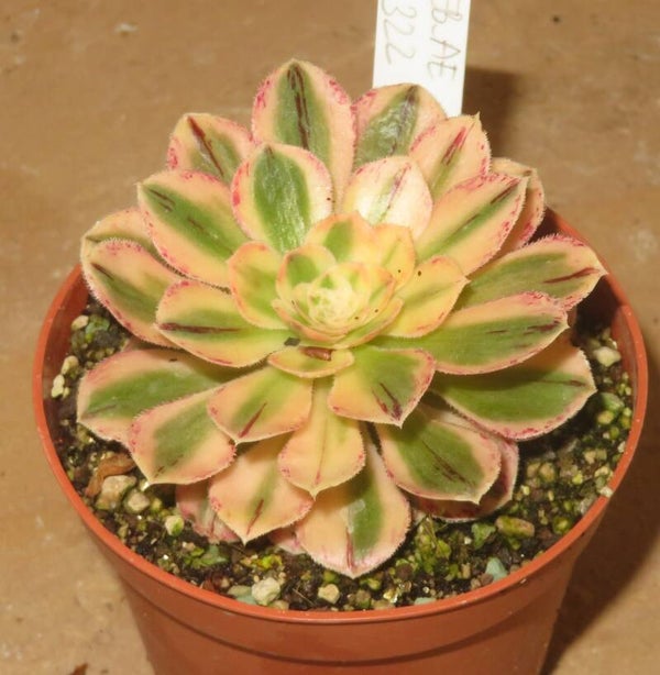 Aeonium arboreum rubrolineatum variegata