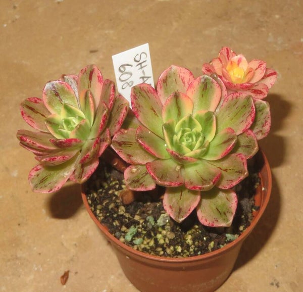 Aeonium cv Bronze Medal variegata