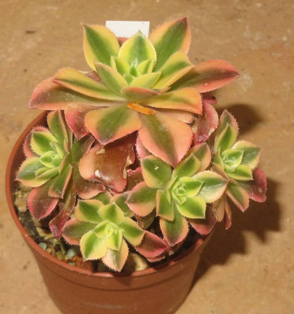 Aeonium leucoblepharum variegata