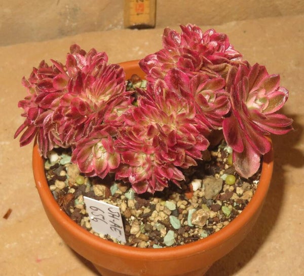Aeonium cv Magic Candle variegata cristata