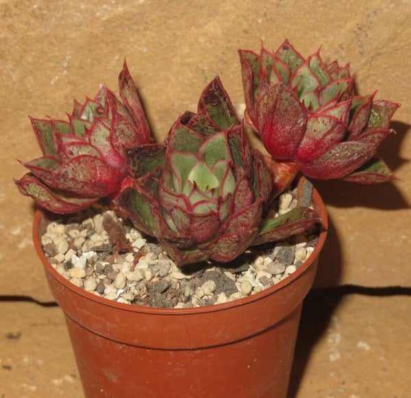 Echeveria cv Agita Rose - 2 Blätter / Blattstecklinge