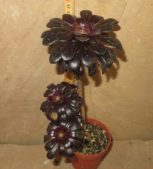 Aeonium arboreum 'Atropurpureum' SCHWARZKOPF