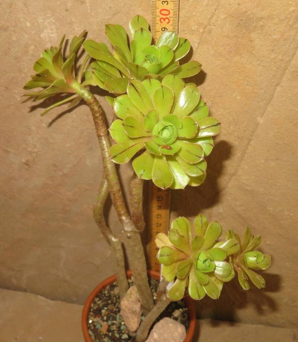 Aeonium arboreum 'Atropurpureum' Green