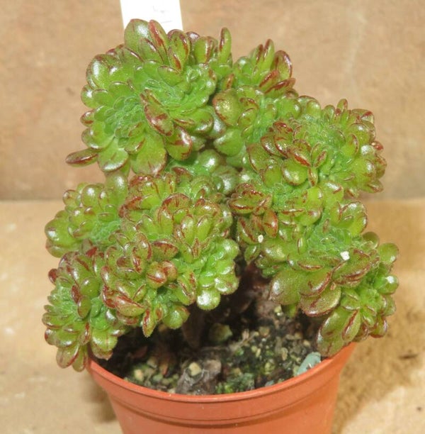 Aeonium arnoldii cristata