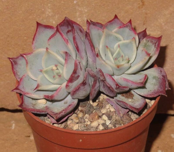 Echeveria cv Fairy Queen - 2 Blätter / Blattstecklinge