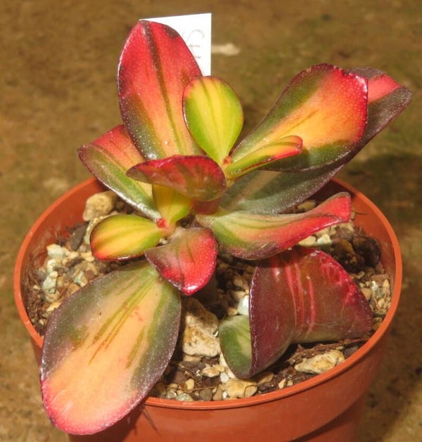 Crassula argentea cv Mikaeri Bijin variegata