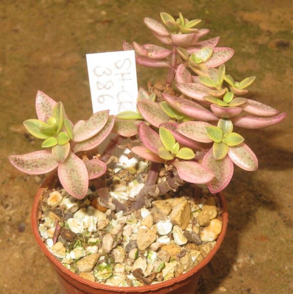 Crassula volkensii variegata