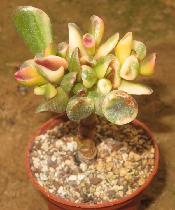 Crassula argentea cv Gollum Yellow / Gelb variegata