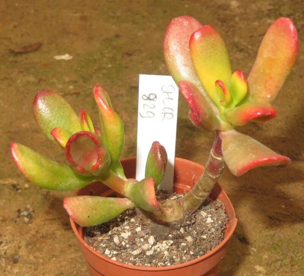 Crassula argentea cv Hobbit variegata