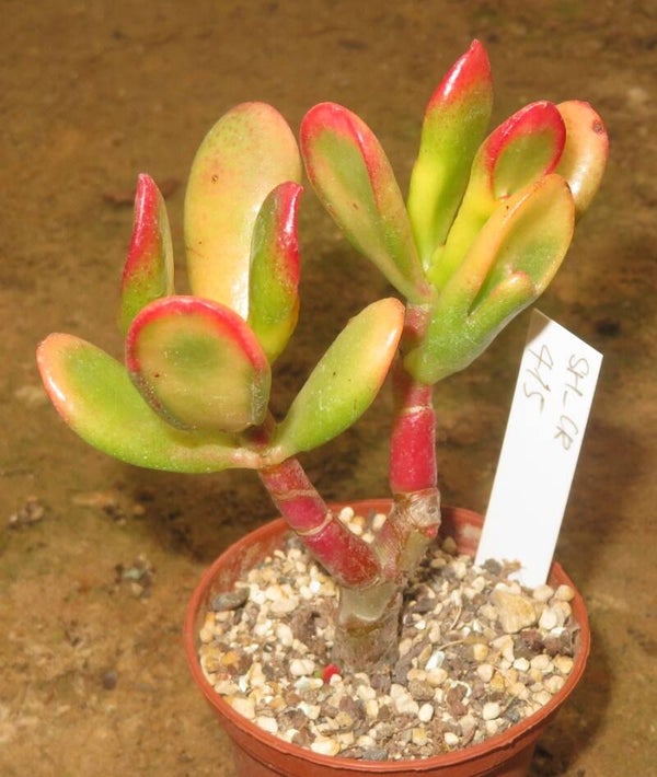 Crassula argentea cv Hobbit variegata