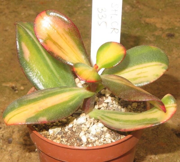 Crassula argentea cv Mikaeri Bijin variegata