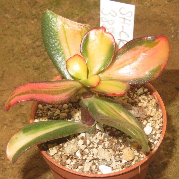 Crassula argentea cv Mikaeri Bijin variegata