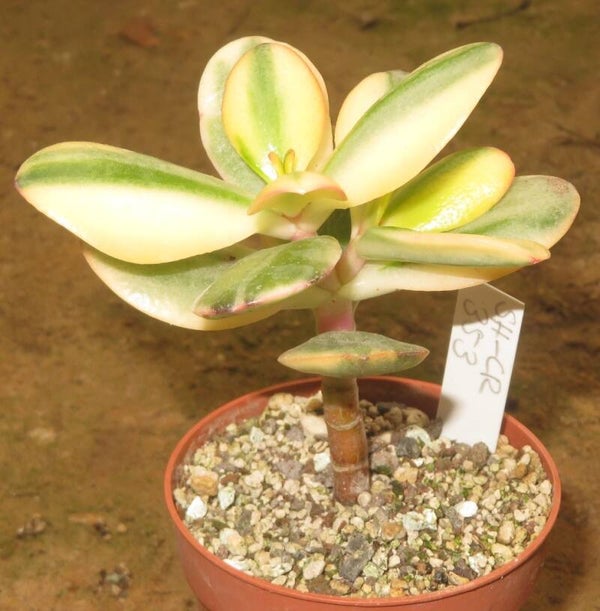 Crassula argentea cv Maruba NISHIKI variegata