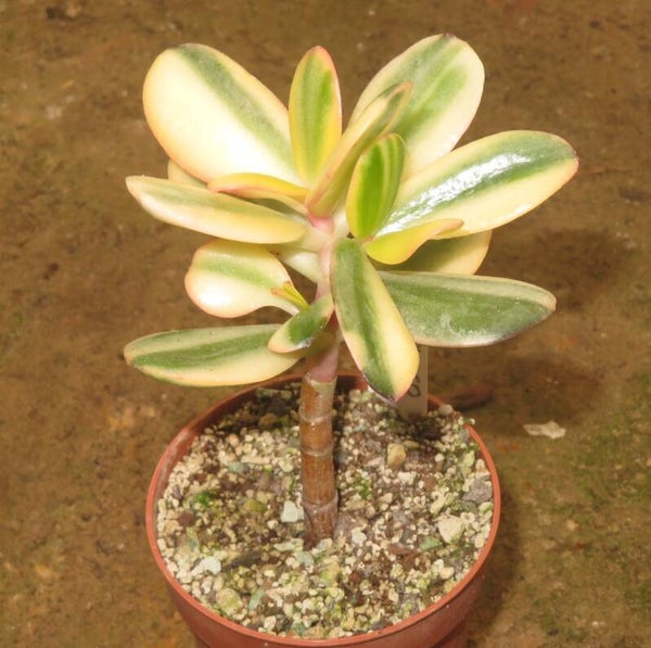 Crassula argentea cv Maruba NISHIKI variegata
