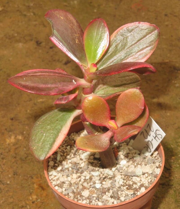 Crassula argentea cv Shinro Ryoko variegata