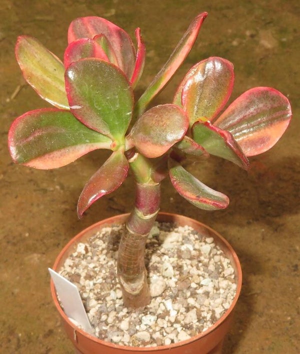Crassula argentea cv Shinro Ryoko variegata