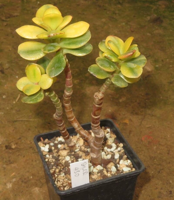 Crassula argentea minor cv Majiko Gorudo variegata