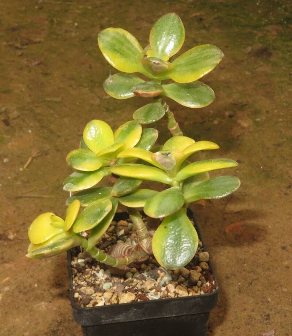 Crassula argentea minor cv Majiko Gorudo variegata
