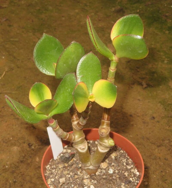 Crassula argentea cv Maruba Kagetsu variegata