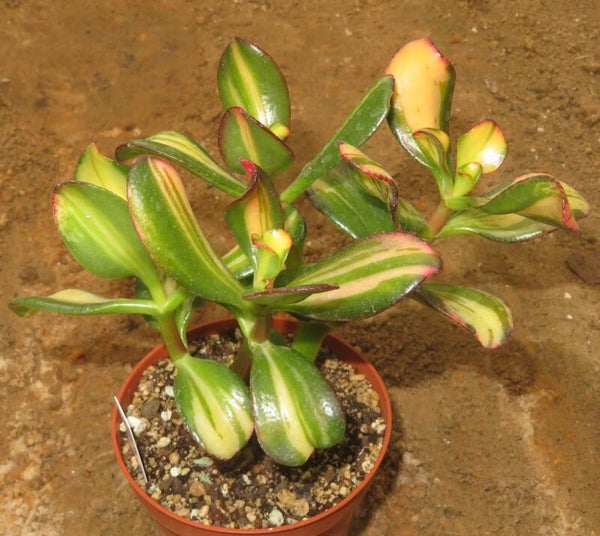 Crassula argentea cv Mikaeri Bijin variegata