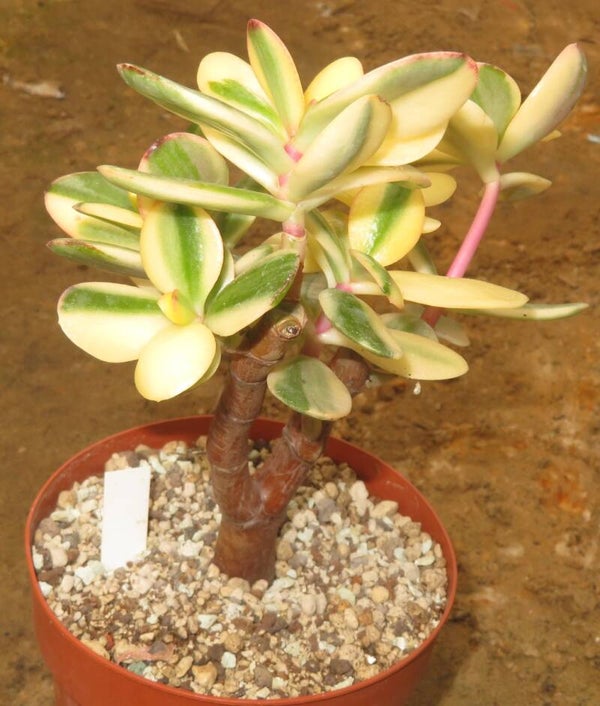 Crassula argentea cv Maruba NISHIKI variegata