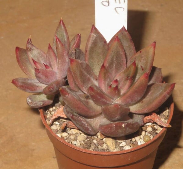 Echeveria cv Psyche - 2 Blätter / Blattstecklinge