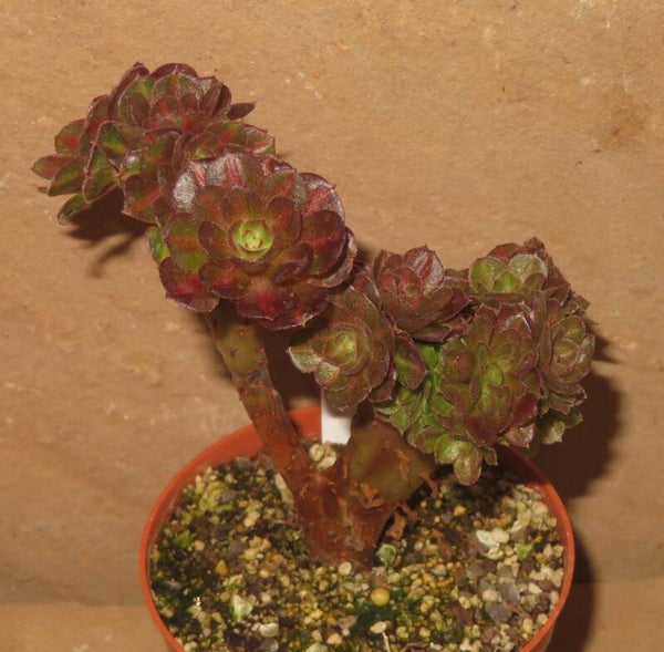Aeonium cv Matcha cristata variegata